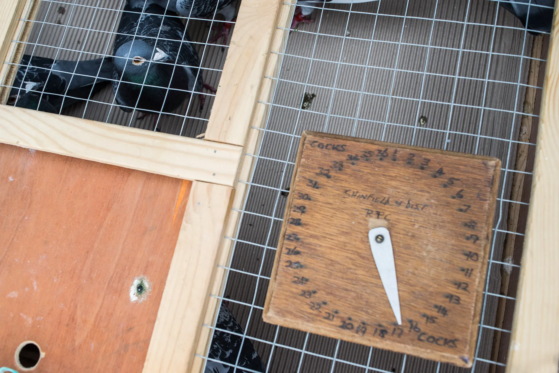 Racing pigeon in his cage Shenfield District Reading England