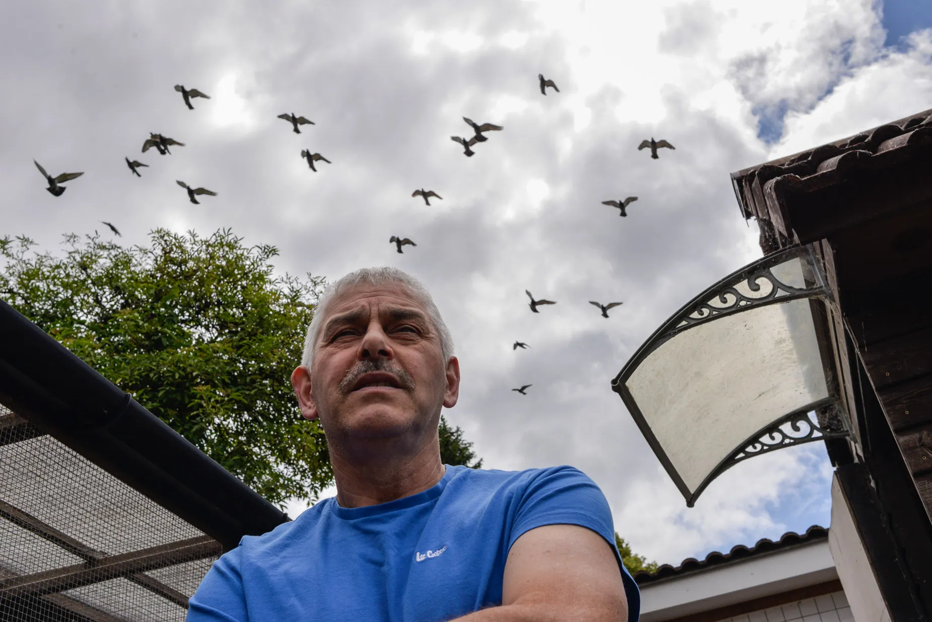 Racing pigeon training flight over their loft and owner Steve Kulpa