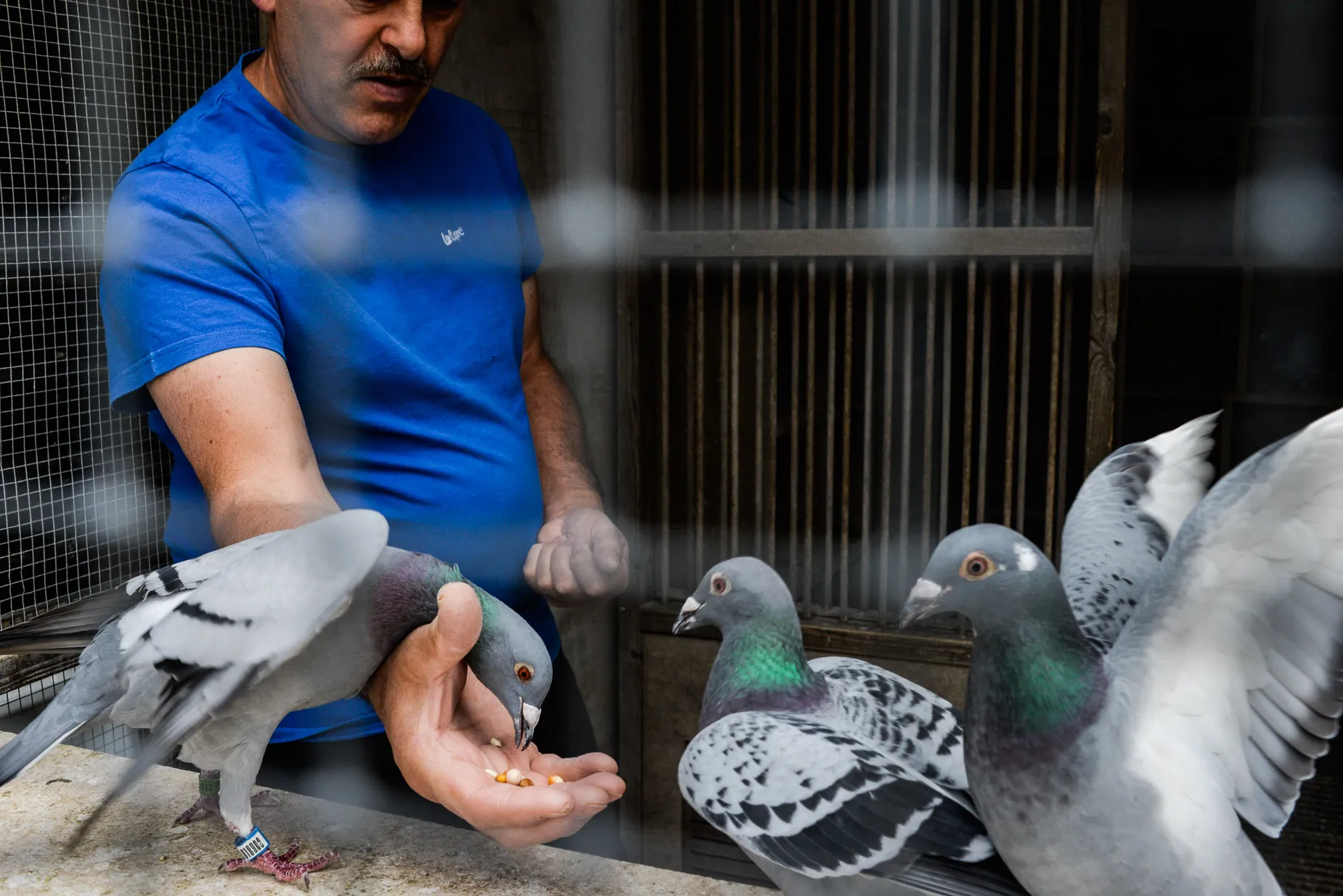 Steve Kulpa feeding his pigeons by hand in his Loft in Reading England