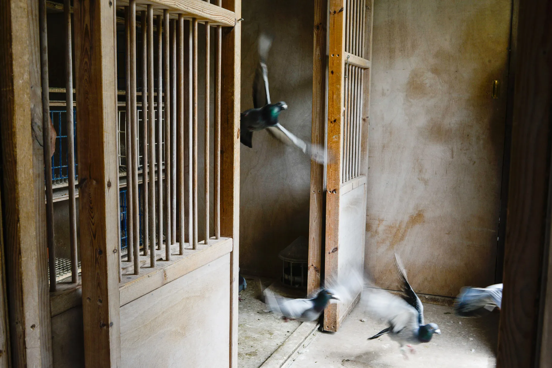 Pigeons leaving loft owned by Steve Kulpa in Reading England