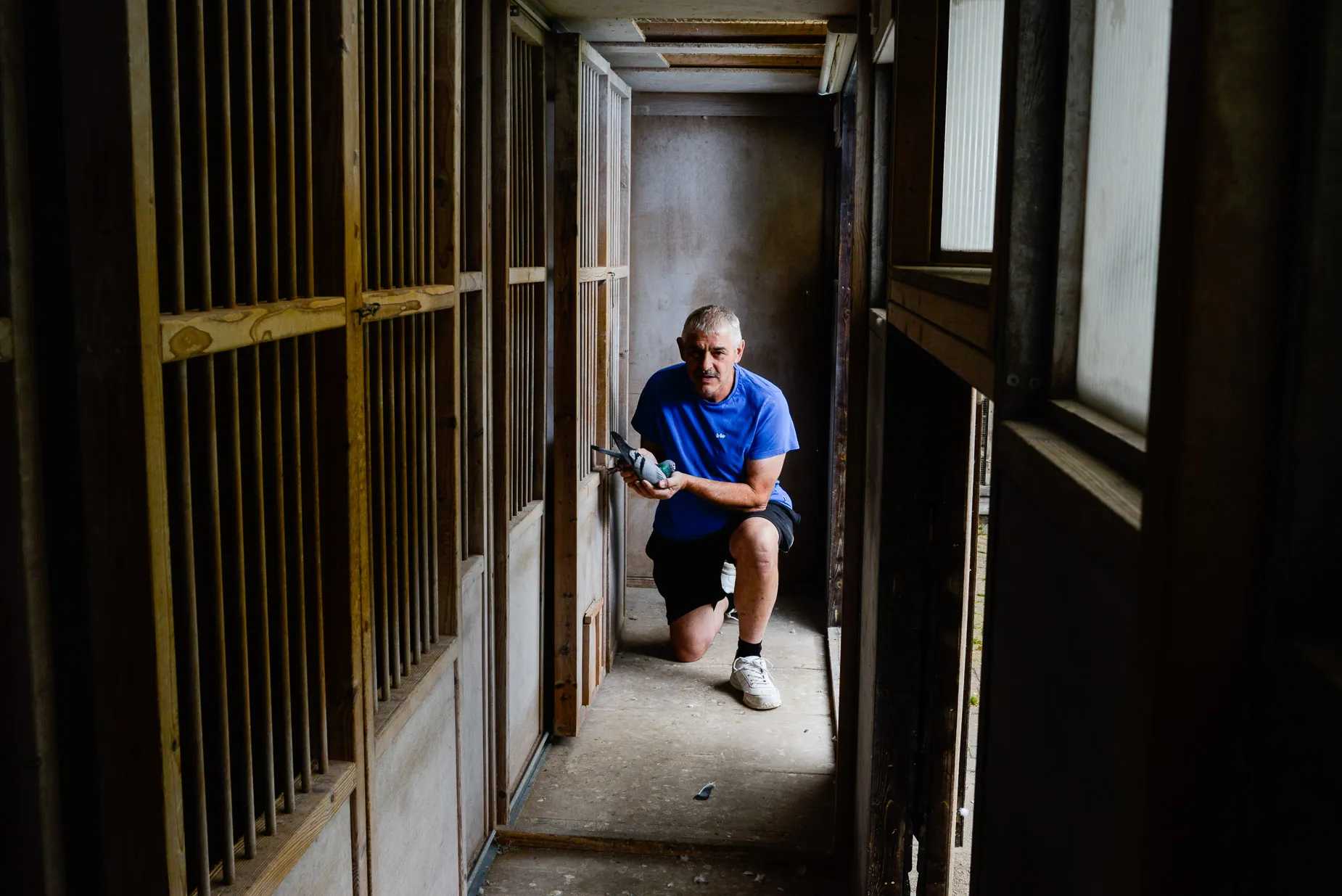Steve Kulpa holding one of his pigeons at his loft in Reading England