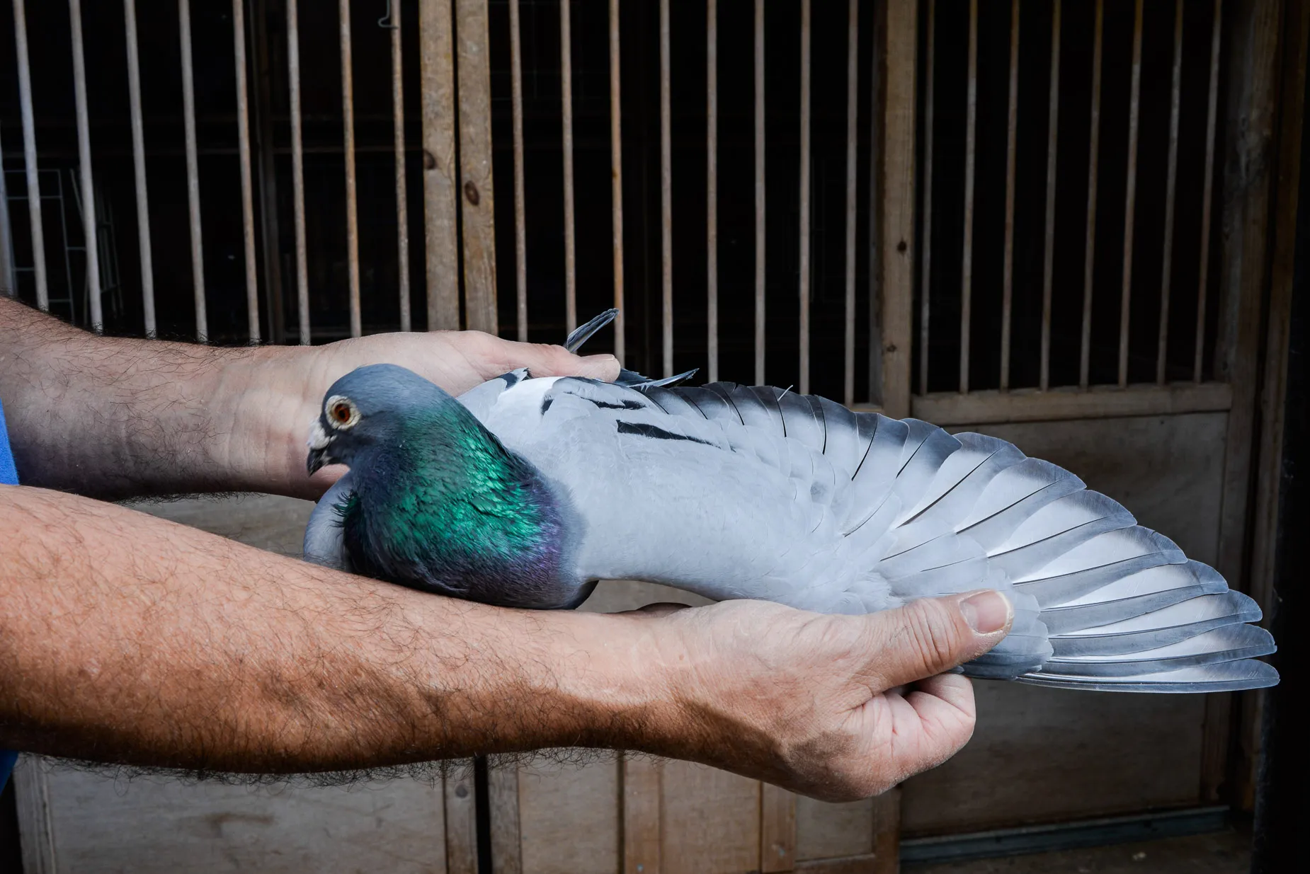 Racing pigeon bred and owned by Steve Kulpa at his loft in Reading, England