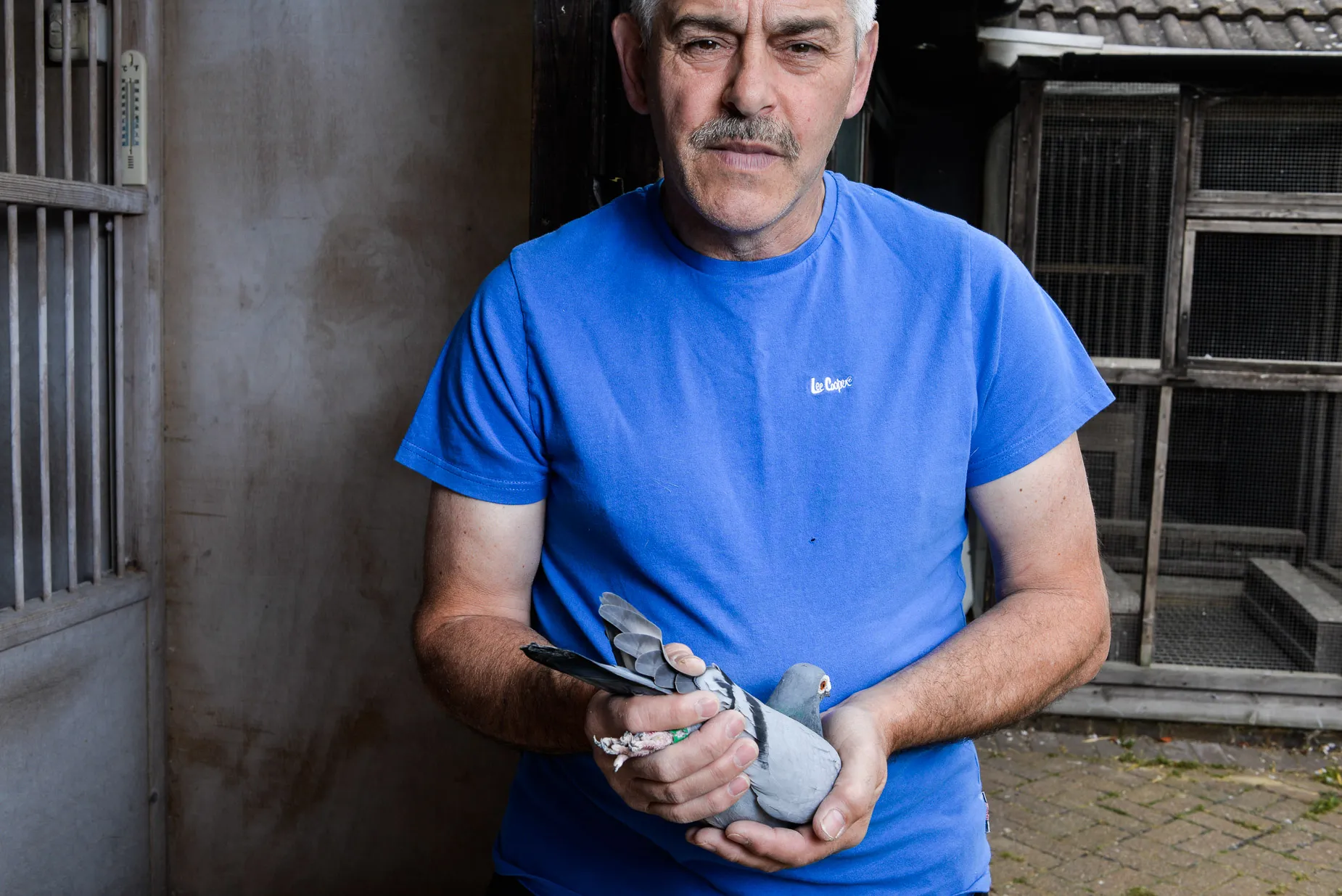 Steve Kulpa holding his racing pigeon at his home loft. From the When I'm Here Series a Photography Project by Darran K Roper