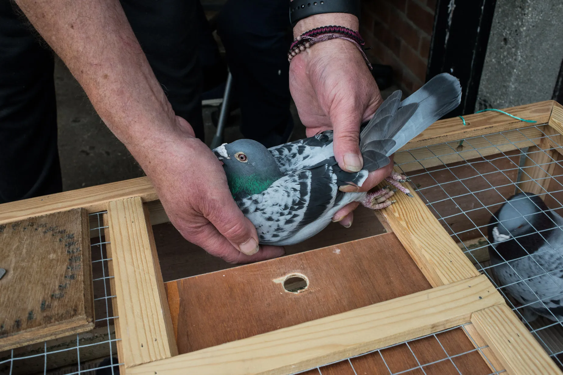 Racing pigeon handled before competition in Shinfield, Reading, England