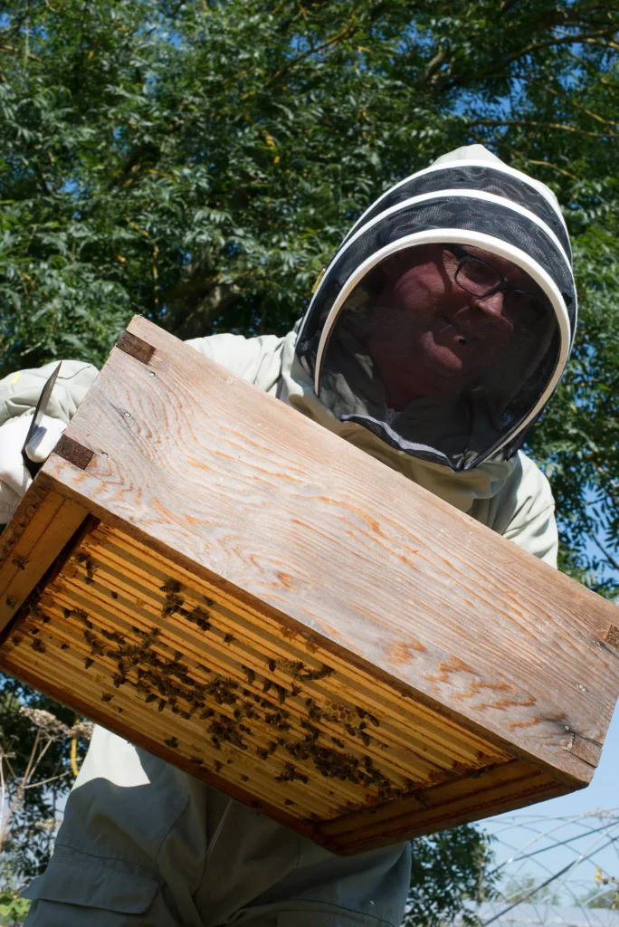 Gavin Darcy holding a honey super at his apiary