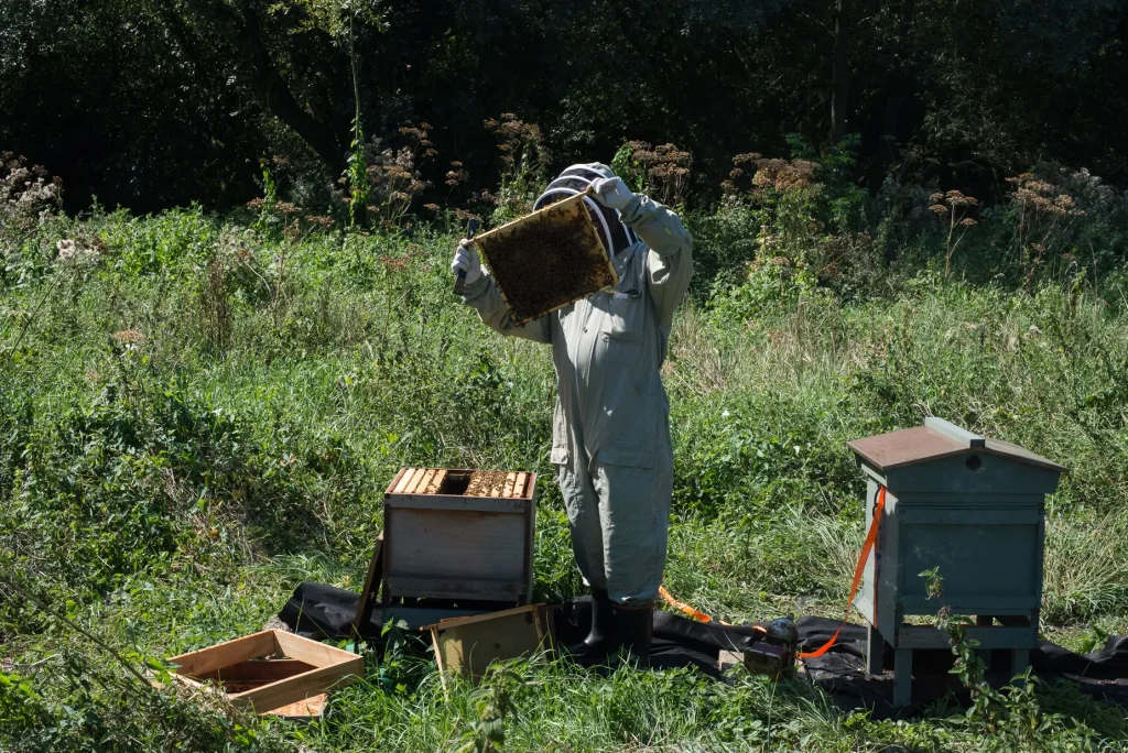 Gavin Darcy inspecting a honeycomb frame at his apiary