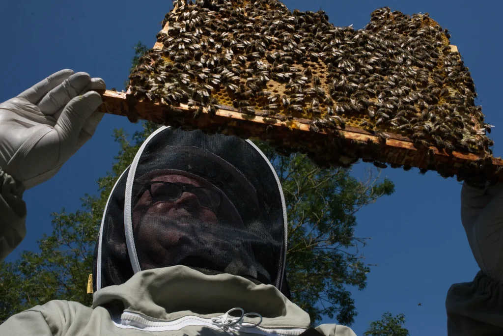 Gavin Darcy holding a honeycomb frame at his apiary