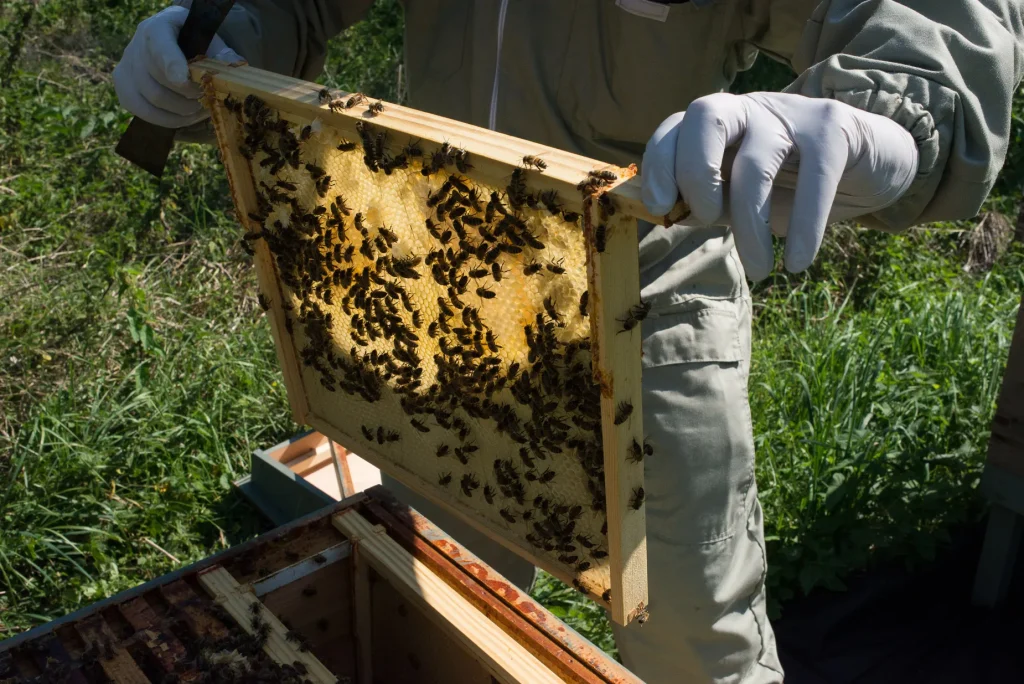 Gavin Darcy holding a honeycomb frame at his apiary