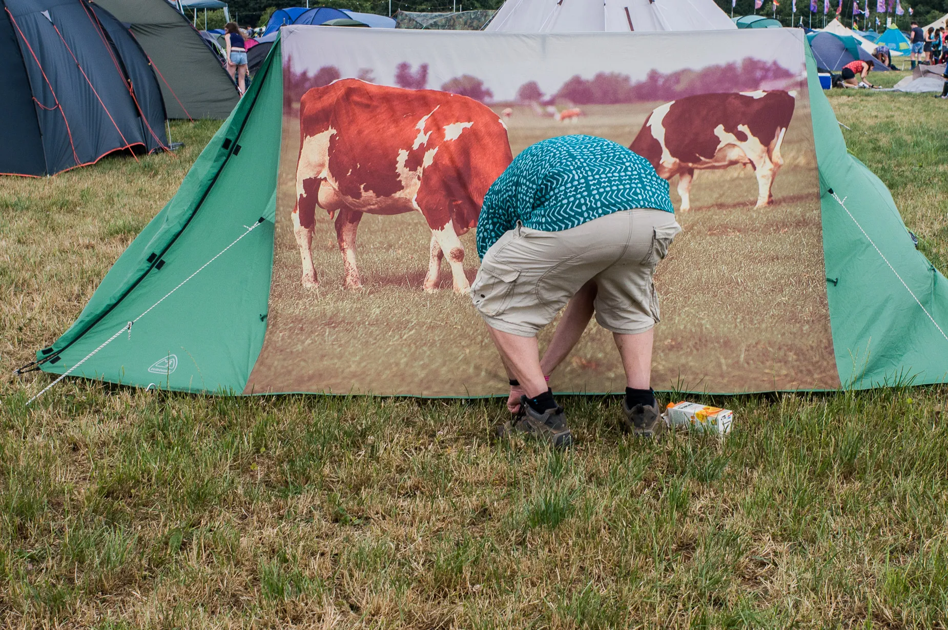 Man bends down to secure tent his posture mirrors cow print